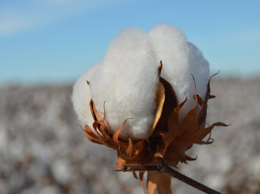 CTNBio libera cultivo de algodão transgênico no Pará após estudos da Embrapa