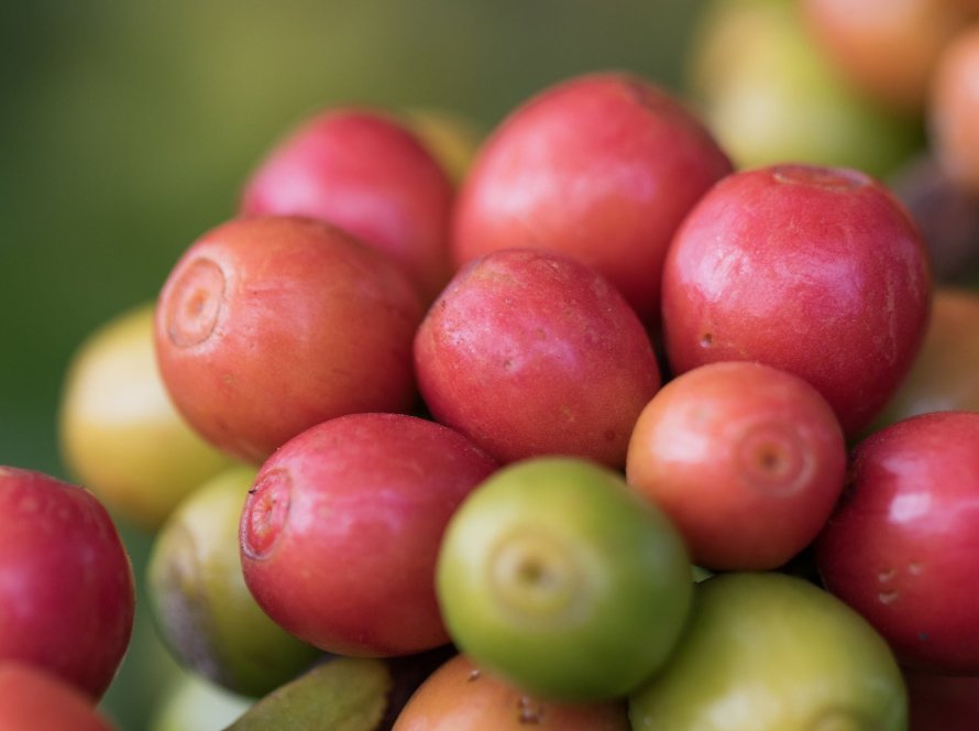 Café abre a quarta-feira (11) em queda nas bolsas e mercado segue atento ao ritmo das exportações brasileiras