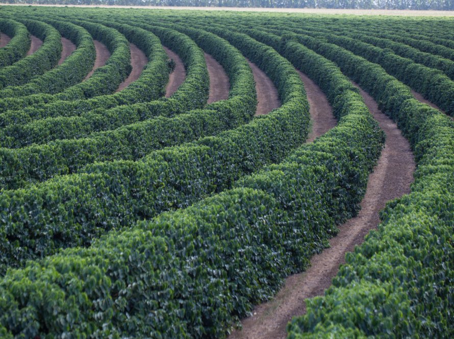 Café fecha em alta em Nova York nesta segunda (9) e mercado segue sustentado por riscos logísticos e queda nas exportações do Brasil