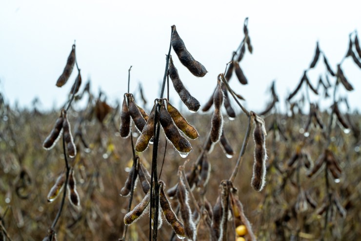 Chuvas atrasam fim da colheita da soja no Mato Grosso e provocam prejuízos em todo o Estado