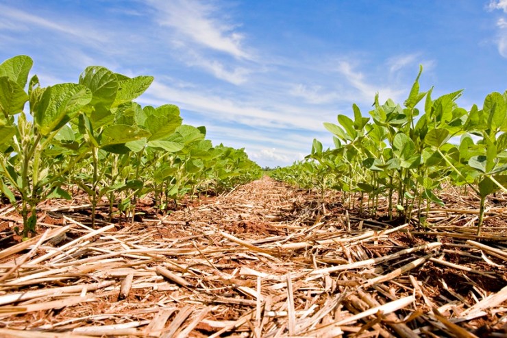 Embrapa abre inscrições para 40ª Reunião de Pesquisa de Soja