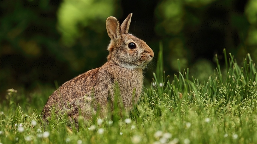 Exportação de carne de coelho cresce no país