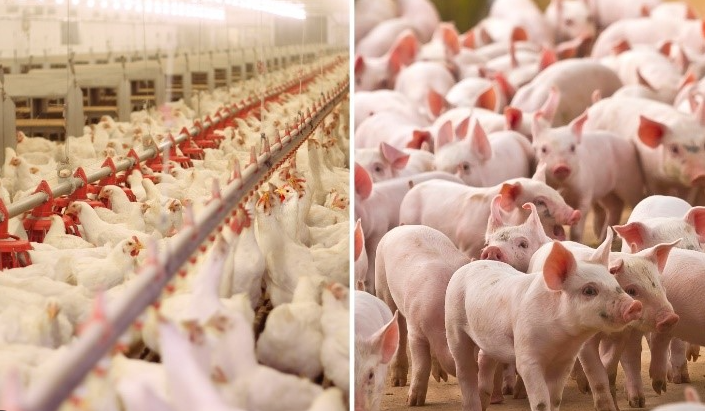 Exportações de aves, carne suína e pescado mostram ritmos diferentes em março