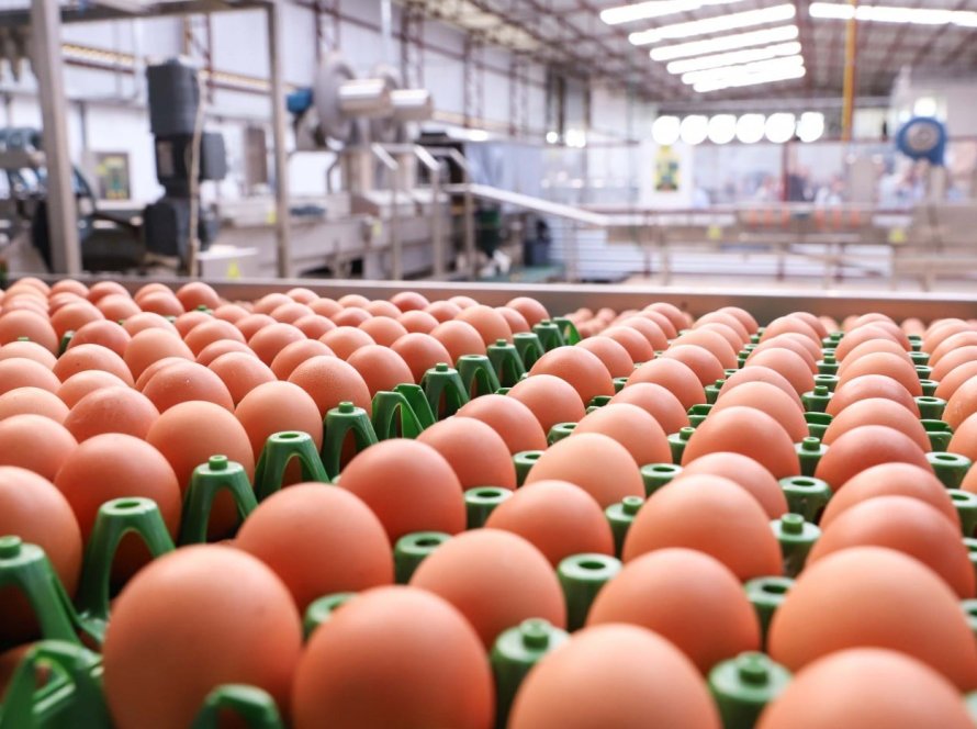 Exportações de ovos crescem 15% e fortalecem a diversificação de produtos mineiros embarcados