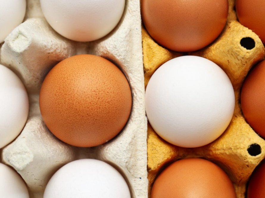 Exportações de ovos crescem 16,3% em fevereiro
