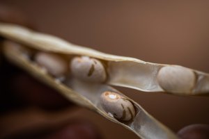 Feijão/Cepea: Demanda fraca pressiona cotações