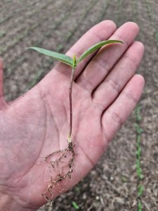 Frísia apresenta feijão-mungo como alternativa para a segunda safra no Tocantins