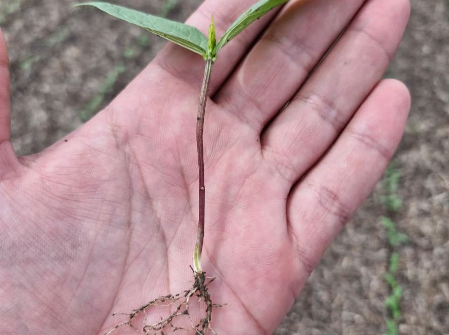 Frísia apresenta feijão-mungo como alternativa para a segunda safra no Tocantins
