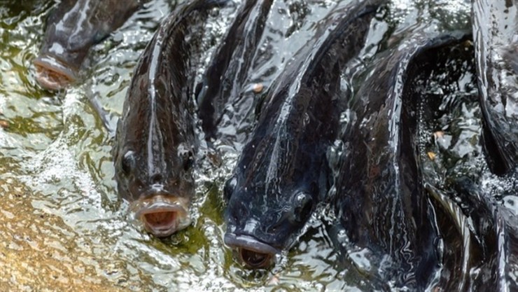 Goiás projeta exportar 20% da produção de peixes