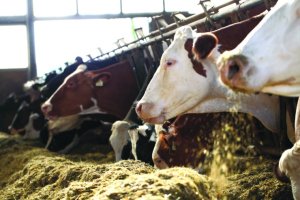 Mercado de ração começa 2026 com milho em alta e farelo de soja em queda