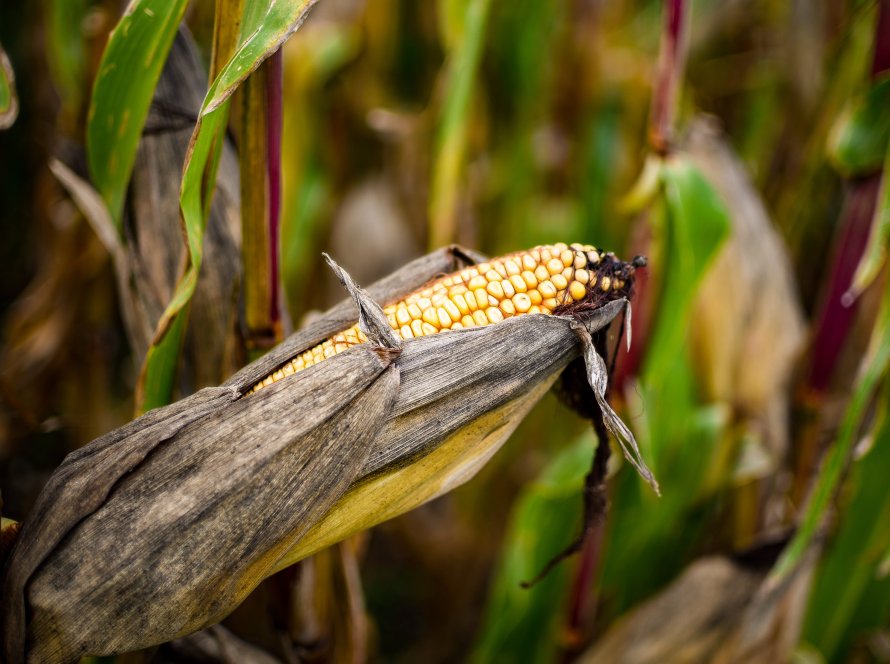 Milho avança em Chicago nesta 2ª, acompanhando trigo, complexo soja e rally do petróleo