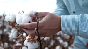 Na Agrorosário, Bayer leva biotecnologia para o algodão e apresenta novo herbicida pós-emergente