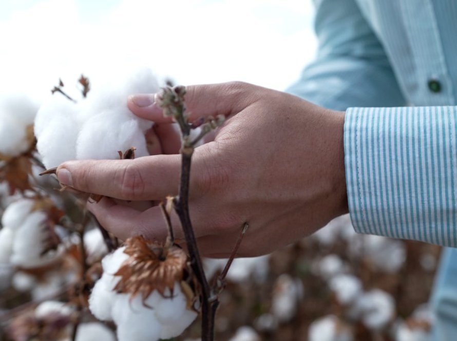 Na Agrorosário, Bayer leva biotecnologia para o algodão e apresenta novo herbicida pós-emergente