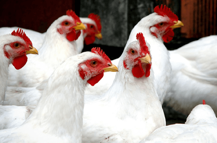 Paraná exporta frango para 150 mercados internacionais e lidera diversificação de destinos