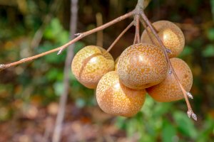 Paraná projeta retomada da produção de pera; exportações de suínos batem recorde