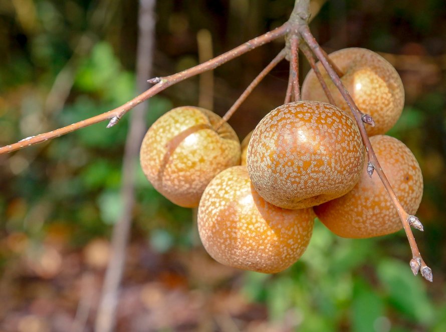 Paraná projeta retomada da produção de pera; exportações de suínos batem recorde