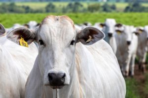 Pecuária bovina de Goiás entra na pauta da Caravana do Agro Exportador