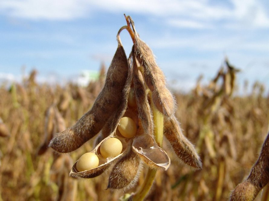 Petróleo tem nova disparada, puxa commodities e soja volta a subir em Chicago nesta 4ª feira