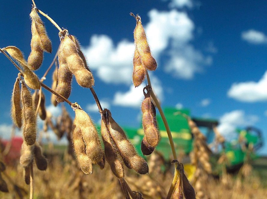 Previsão de safra de soja do Brasil aumenta apesar de perdas no RS, indicam consultorias