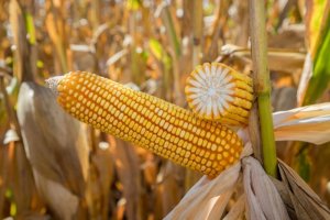 Produtores adaptam estratégias para manter safra de milho 2025/26