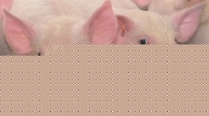 Queda de 16% no preço do suíno pressiona produtor, enquanto exportações batem recorde em fevereiro