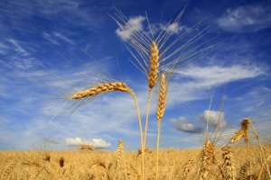 Safra de trigo em São Paulo deve ter redução de área em 2026