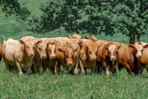 Simental Brasileiro destaca genética adaptada ao clima tropical e promove eventos em março