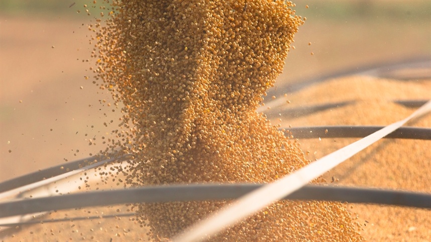 Soja encerra fevereiro em baixa com câmbio desfavorável às exportações