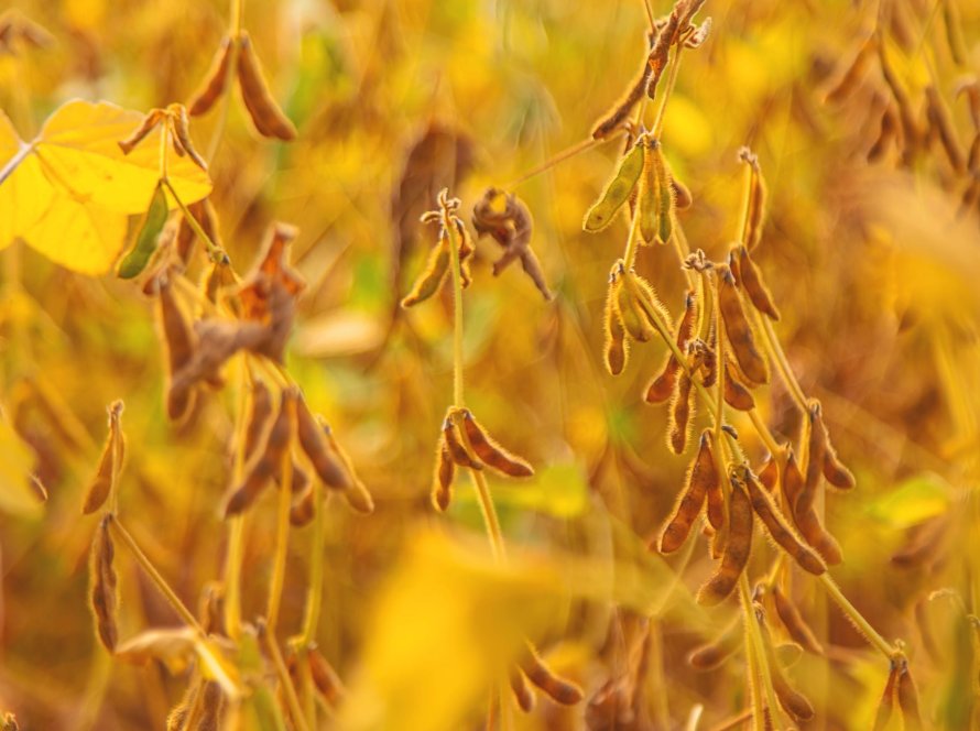 Soja volta a recuar em Chicago nesta 4ª feira, com mercado ainda dividido entre fundamentos e fatores externos