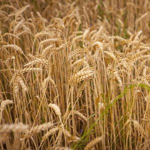 Trigo recua mais de 2% na CBOT nesta segunda (2) com realização de lucros e pressão das exportações dos EUA