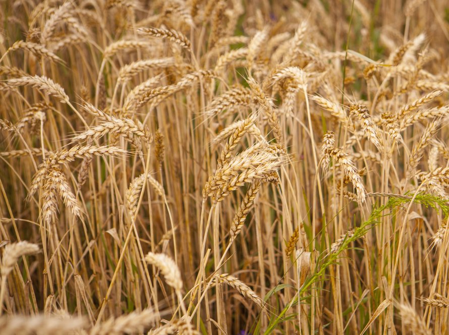 Trigo recua mais de 2% na CBOT nesta segunda (2) com realização de lucros e pressão das exportações dos EUA