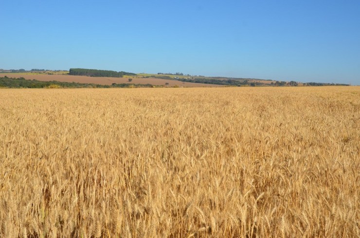 Trigo safrinha ganha espaço no Cerrado e começa a ser semeado após a soja