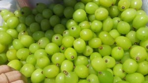 Uva/Cepea: Tarifa dos EUA mantém incertezas para exportações brasileiras de uvas