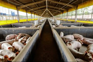 21,3 mil toneladas: exportações paranaenses de suínos têm melhor resultado para março