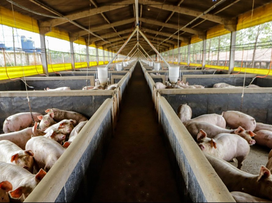 21,3 mil toneladas: exportações paranaenses de suínos têm melhor resultado para março