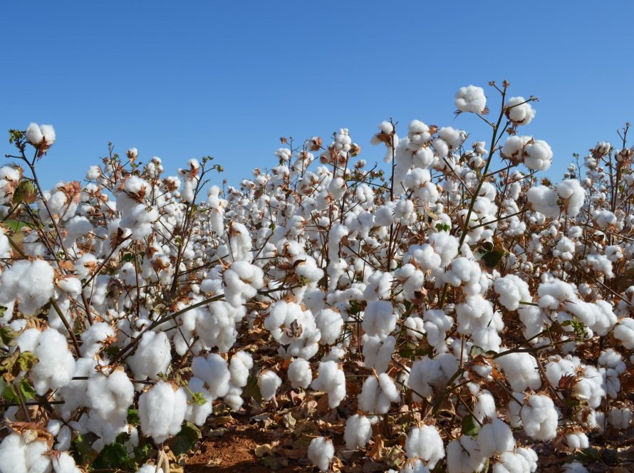 Algodão fecha com altas acima de 1% em NY nesta 2ª feira (13)