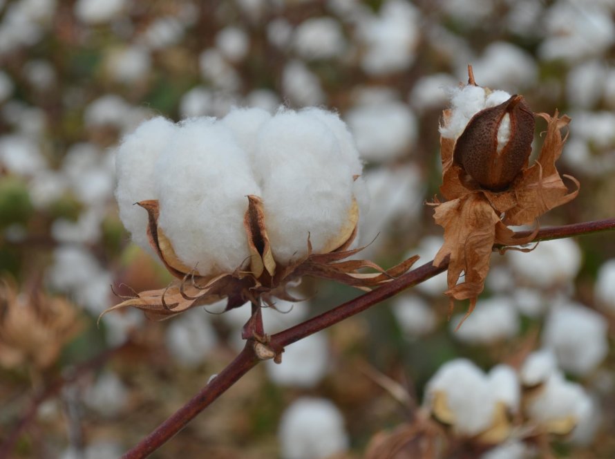 Algodão fecha com variações mistas em Nova York, enquanto preços seguem sustentados