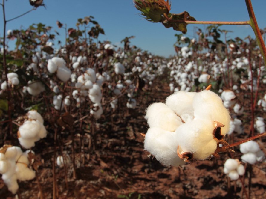 Algodão fecha com variações mistas na bolsa de Nova York
