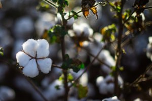 Algodão fecha em alta e mantém contrato dezembro/26 acima dos 80 cents/lbp em Nova York