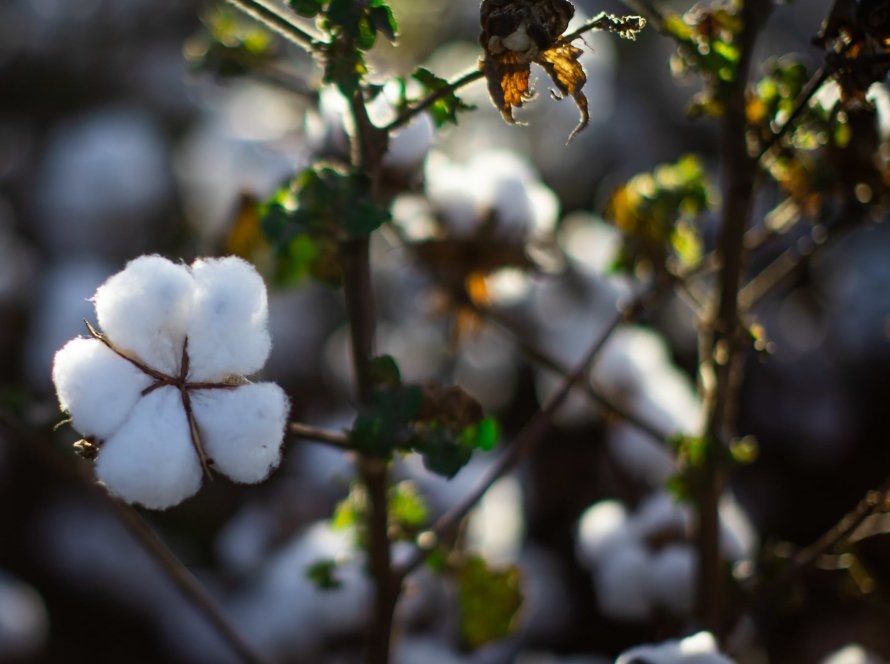 Algodão fecha em alta e mantém contrato dezembro/26 acima dos 80 cents/lbp em Nova York