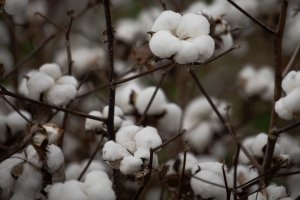 Algodão recua mais de 2% em Nova York após sequência de altas