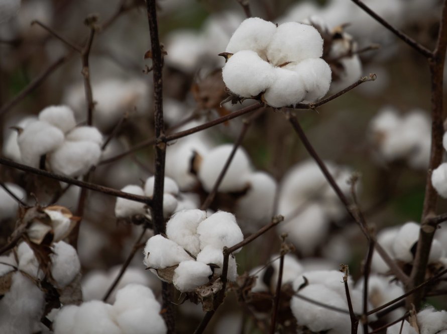 Algodão recua mais de 2% em Nova York após sequência de altas