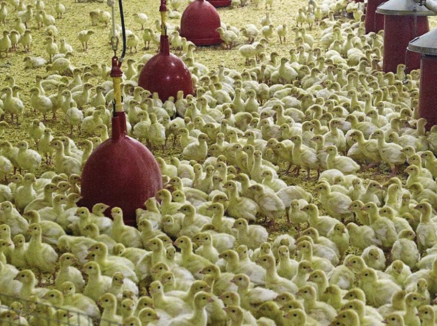 Avicultura da Rússia amplia exportação de peru, mas enfrenta gargalos produtivos e pressão externa