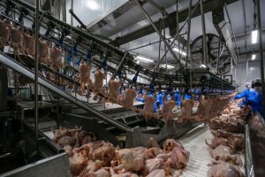 Avicultura de Mato Grosso do Sul cresce 6,97% no abate no início de 2026