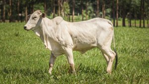 Brasil negocia exportação de genética bovina com a Mauritânia