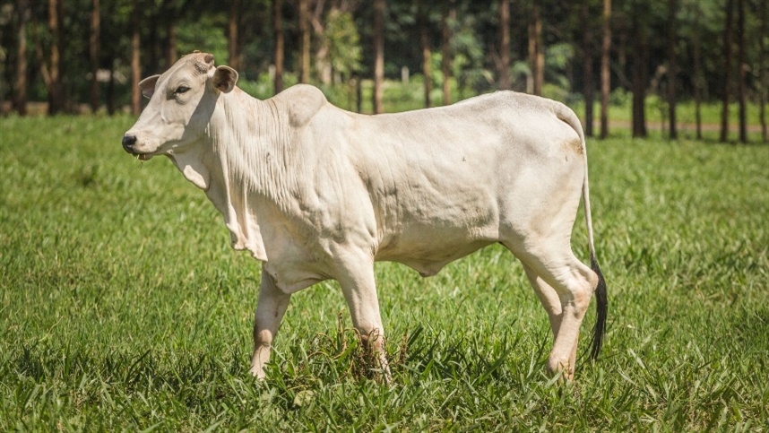 Brasil negocia exportação de genética bovina com a Mauritânia