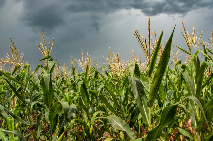 Chuvas irregulares e temperaturas acima da média elevam risco para safrinha do milho em 2026, aponta StoneX