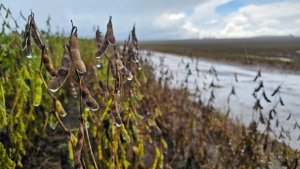 Chuvas podem reduzir até 25% da produção de soja no Mato Grosso