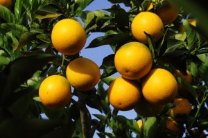 Citros/Cepea: Receita das exportações recua quase 30%, mesmo com volume estável
