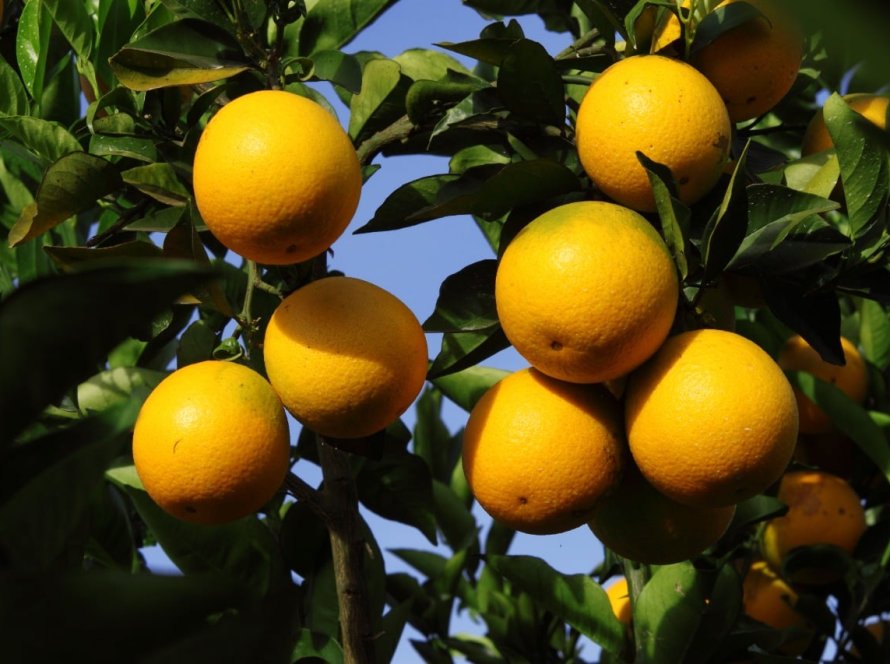 Citros/Cepea: Receita das exportações recua quase 30%, mesmo com volume estável